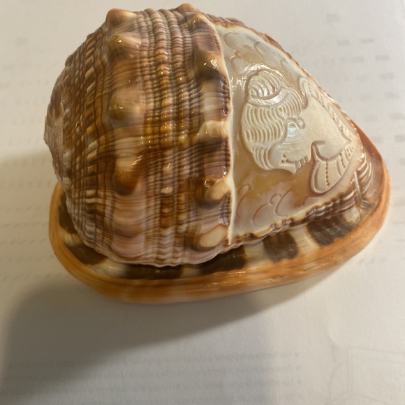 Hand carved conch seashell - Picture 3 of 5